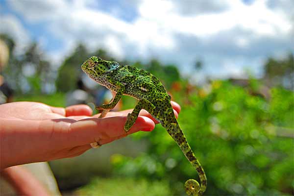 zanzibar dyreliv frodig natur
