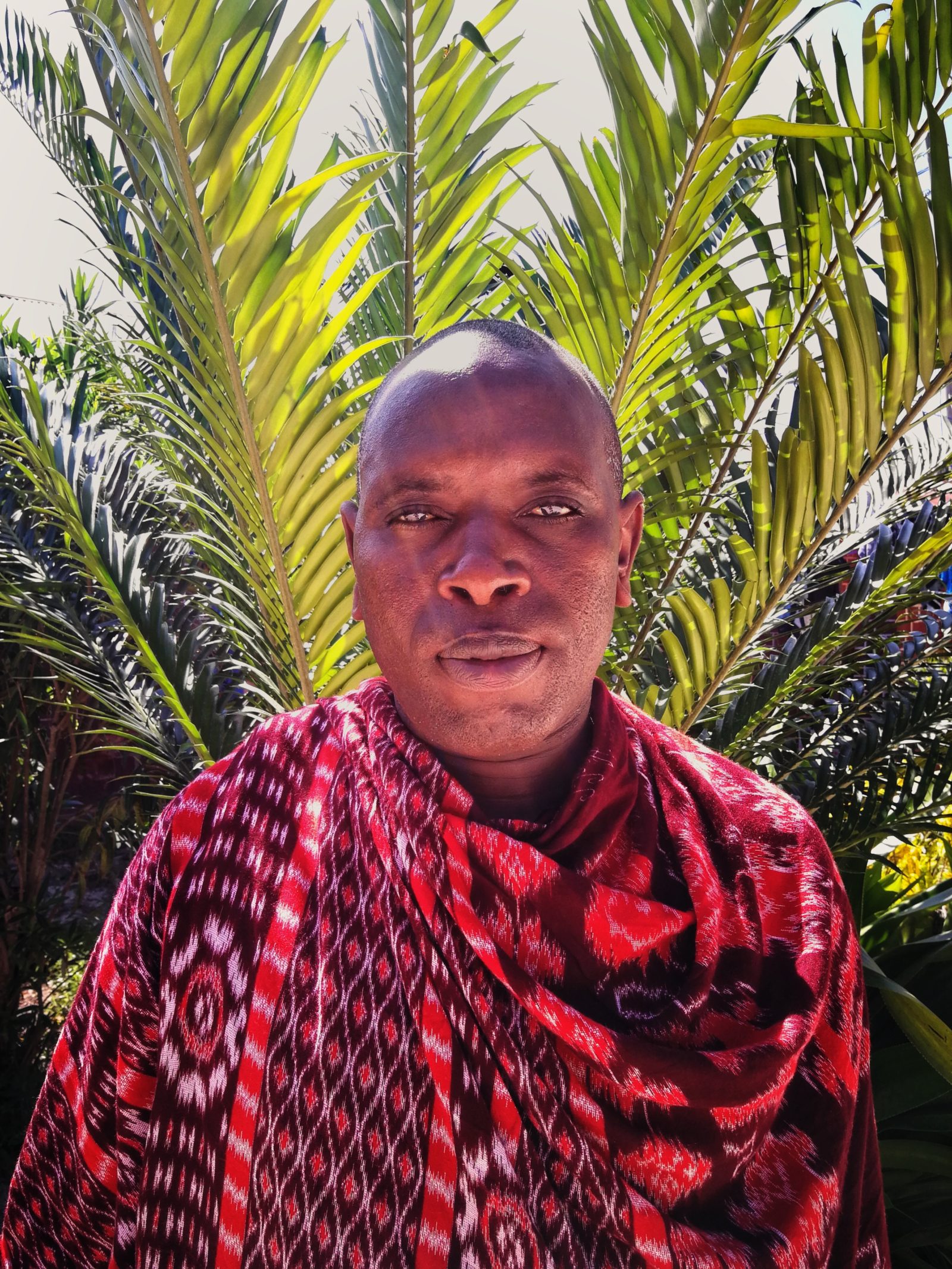 I masaiernes kultur kan køer betyde lykke eller død