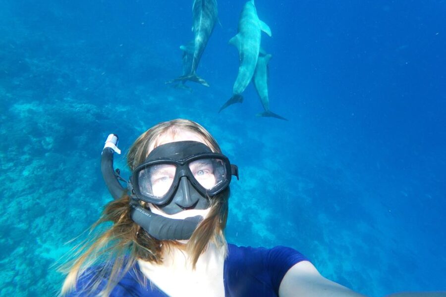 vi snorkler med delfiner