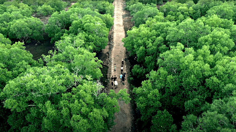 Zanzibar Højskolen planter mangroovetræer video thumbnail